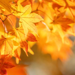 Herbstgrüße zum Ferienbeginn